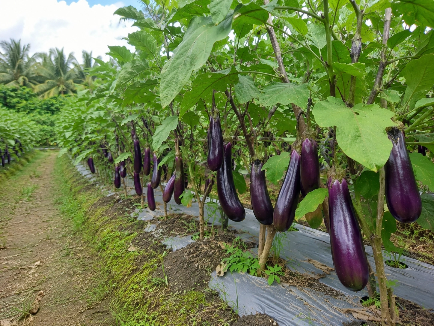 Kebun Kelompok Mutiara Tani