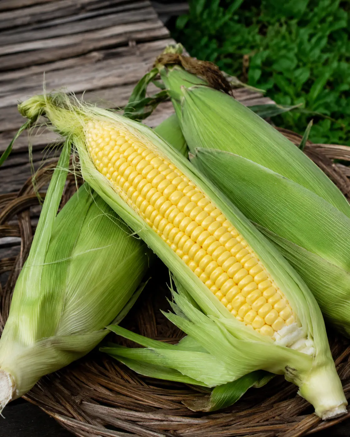 Jagung Manis